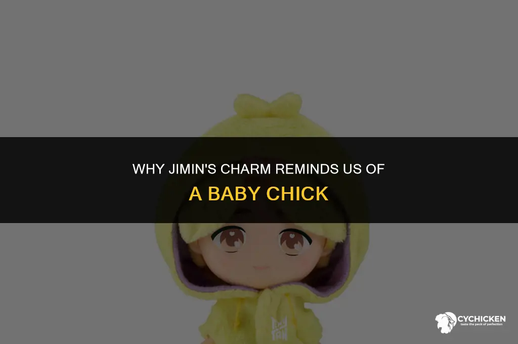 why is jimin like a baby chick