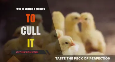 Why Culling Chickens by Killing: Ethical, Practical, and Humane Considerations