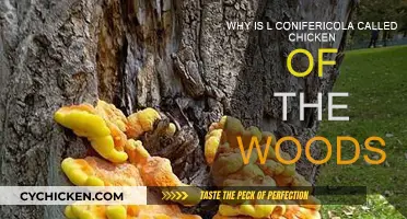 Chicken of the Woods: The Tasty Laetiporus Conifericola