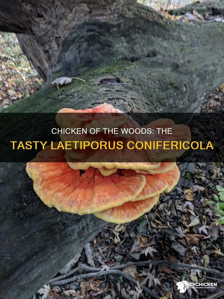 why is l conifericola called chicken of the woods