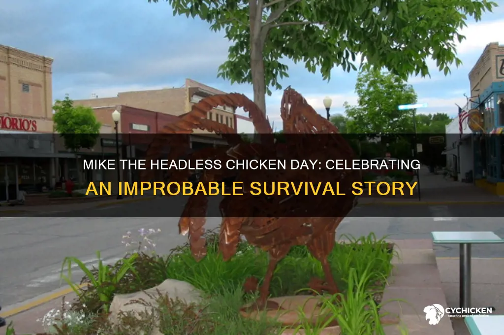 why is mike the headless chicken day celebrated