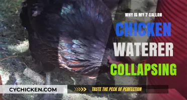 Troubleshooting a Collapsing 7-Gallon Chicken Waterer: Causes and Fixes