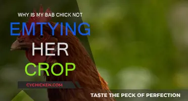 What to Do When Your Baby Chick's Crop Isn't Emptying