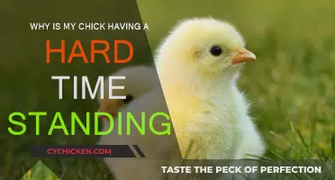 Chick Standing Difficulty: What You Need to Know