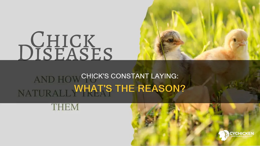 why is my chick laying down all the time
