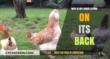 Why Chickens Lay on Their Backs: Causes and Solutions