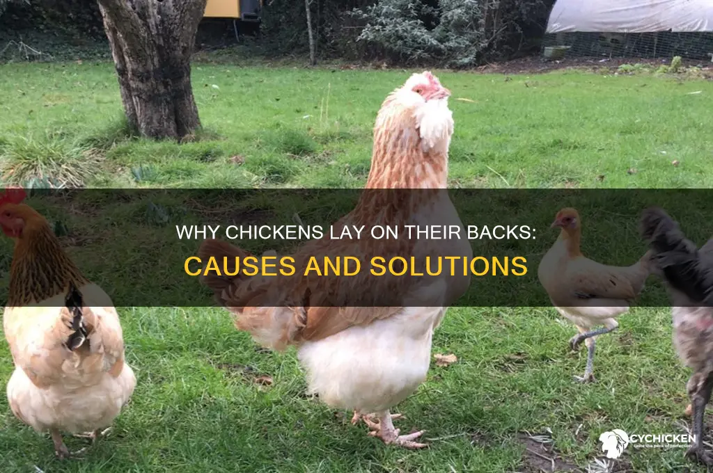 why is my chick laying on its back