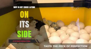 Why Is My Chick Laying on Its Side? Causes and Solutions