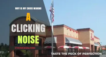 Why Is My Chick Clicking? Understanding and Addressing the Noise