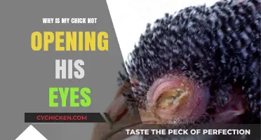 Why Won’t My Chick Open Its Eyes? Common Causes & Solutions