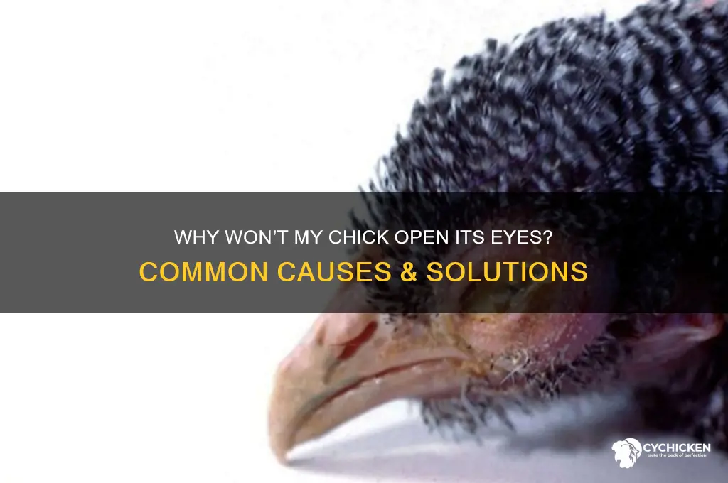 why is my chick not opening his eyes