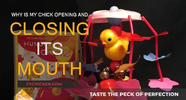 Chicks Gaping Mouths: What's the Reason?