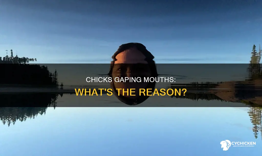 why is my chick opening and closing its mouth
