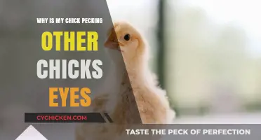 Understanding Aggressive Pecking: Why Chicks Target Each Other's Eyes
