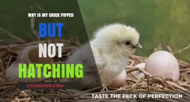 Pipped but Stuck: Understanding Delayed Hatching in Chicks