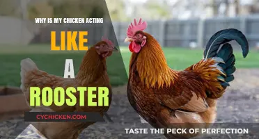 Why Is My Hen Behaving Like a Rooster?