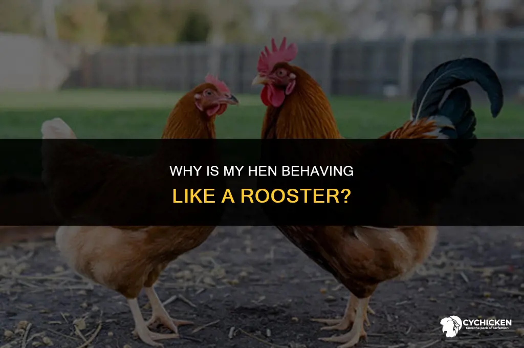 why is my chicken acting like a rooster