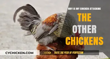 Understanding Aggressive Chicken Behavior: Causes and Solutions for Flock Harmony