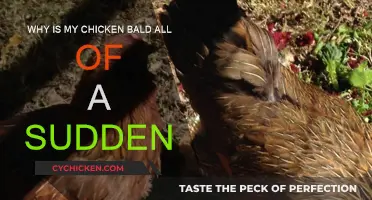 Sudden Chicken Baldness: What's the Cause?
