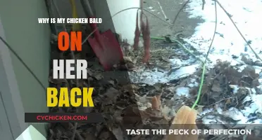 Why Is My Chicken Bald on Her Back? Causes and Solutions