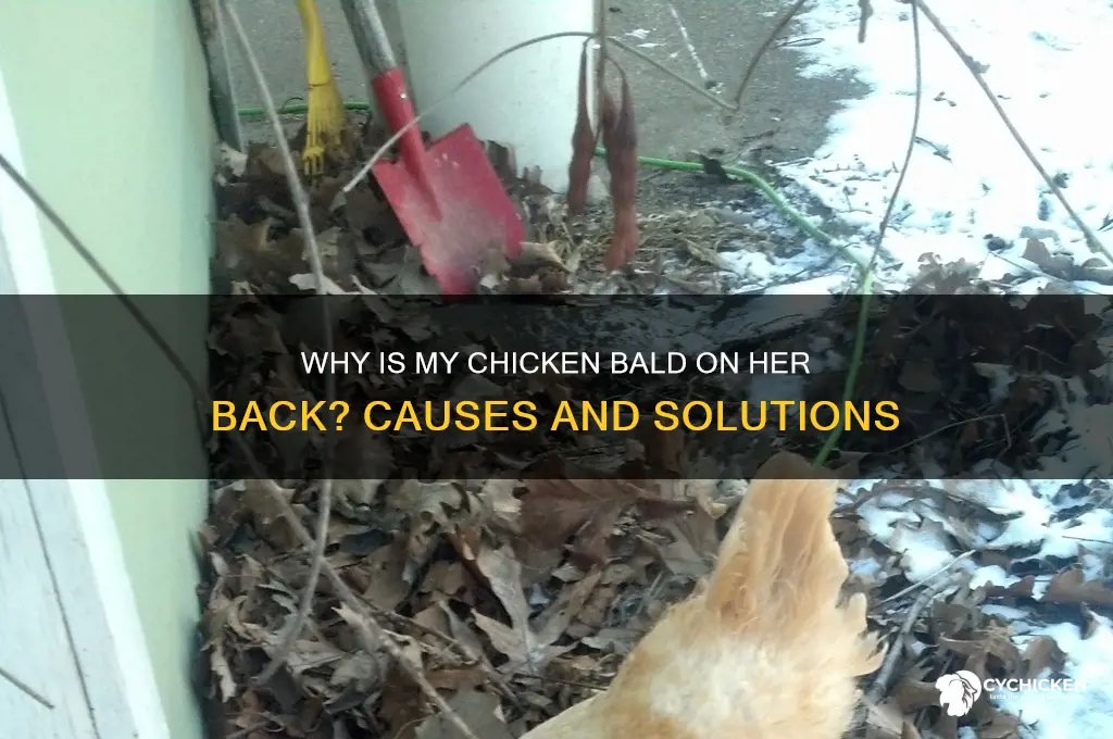 why is my chicken bald on her back