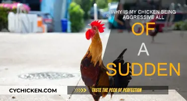 Aggressive Chicken: What's Causing the Sudden Change?