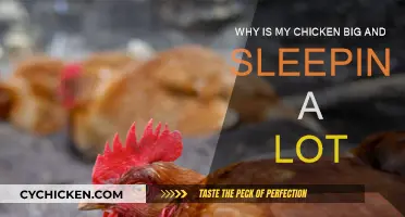 Big Chicken Sleeping: Why and What to Do