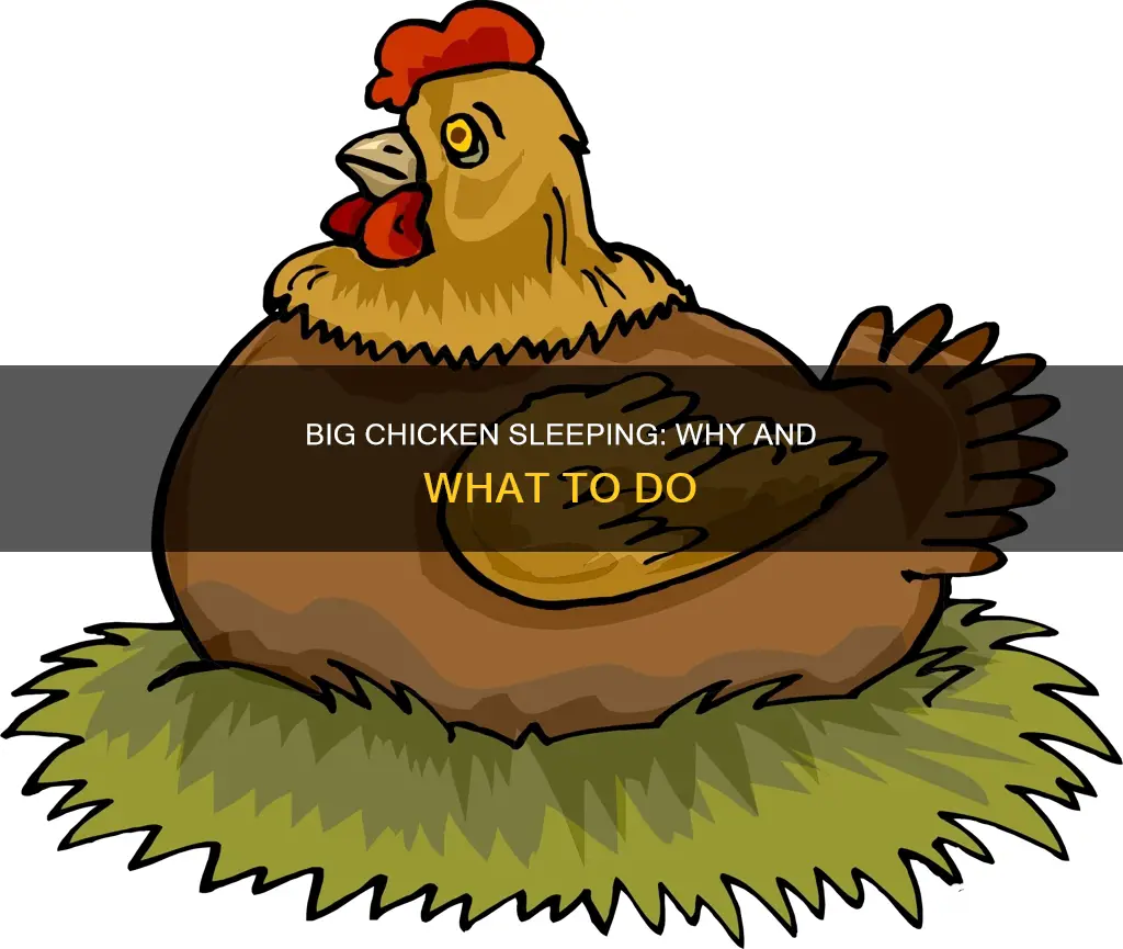 why is my chicken big and sleeping a lot