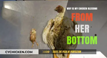 Chicken Bleeding from Her Bottom: Causes, Concerns, and Solutions
