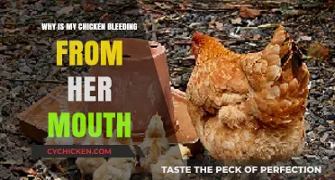 Chicken Bleeding from Mouth: Causes, Concerns, and Urgent Care Tips