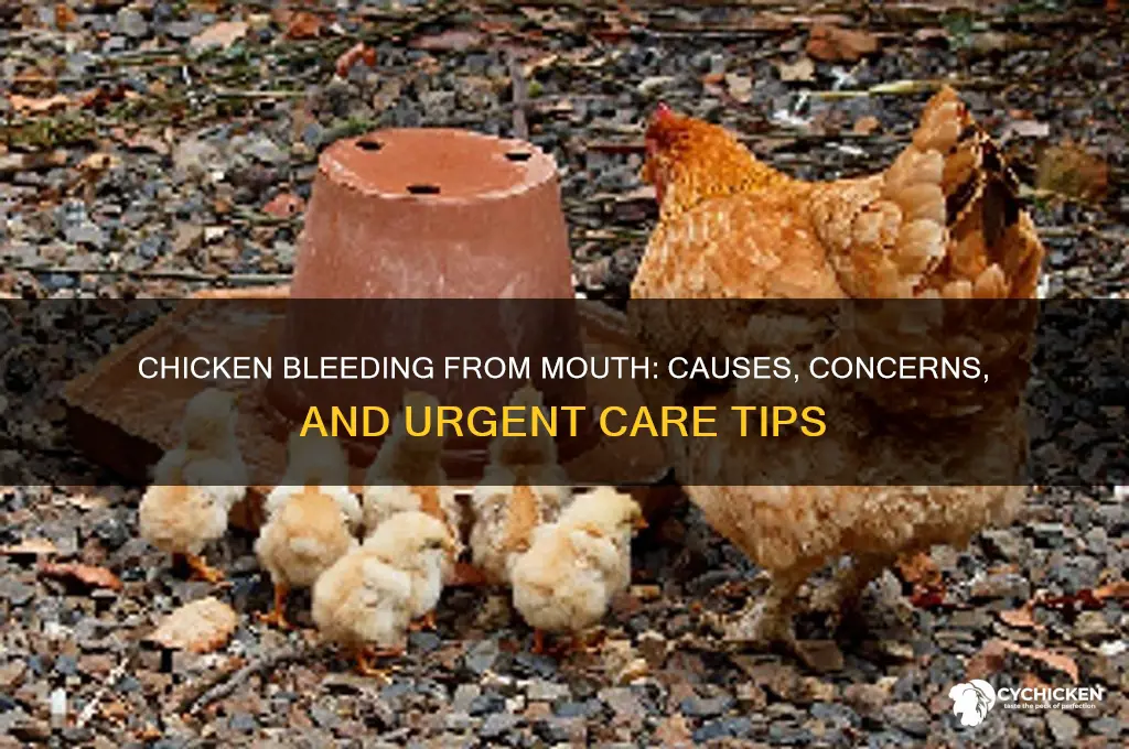 why is my chicken bleeding from her mouth