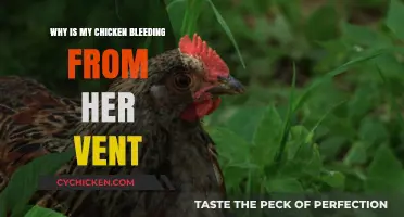 Chicken Vent Bleeding: Causes, Concerns, and Care Tips Explained