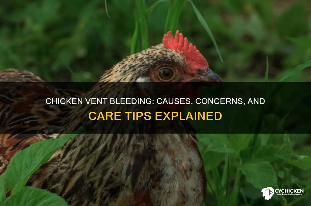 why is my chicken bleeding from her vent