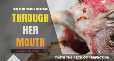 Why Is My Chicken Breathing Through Her Mouth? Causes & Solutions