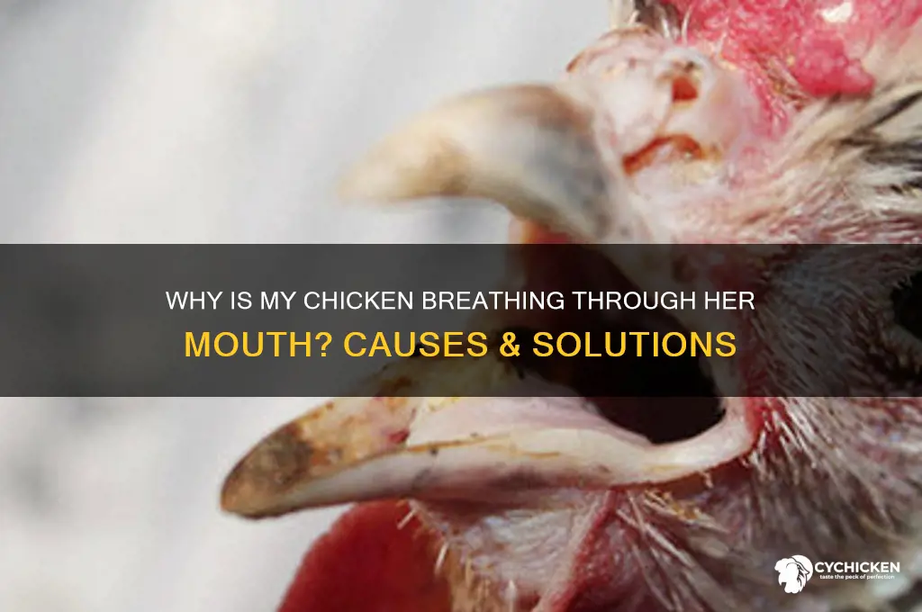 why is my chicken breathing through her mouth