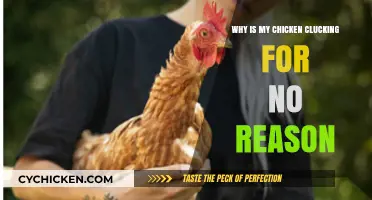 Why Is My Chicken Clucking Nonstop? Understanding Random Noises
