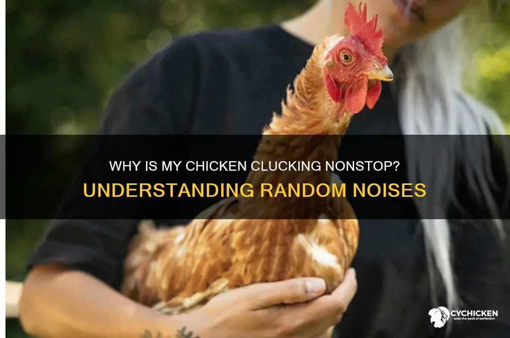 why is my chicken clucking for no reason