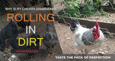 Chickens Digging and Rolling in Dirt: Why?
