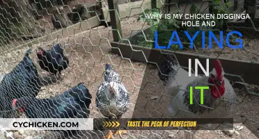 What Does It Mean When Chickens Dig Holes?