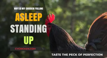 Why Chickens Nap Standing Up: Unraveling Their Unique Sleep Habits