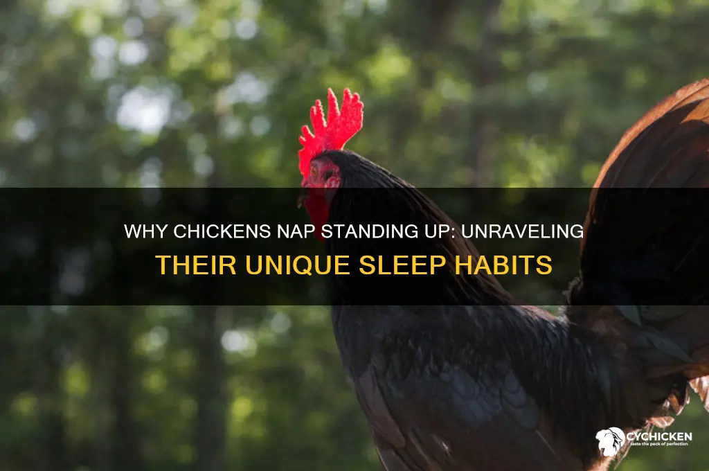 why is my chicken falling asleep standing up