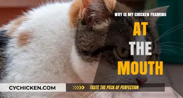 Why Is My Chicken Foaming at the Mouth? Causes and Solutions