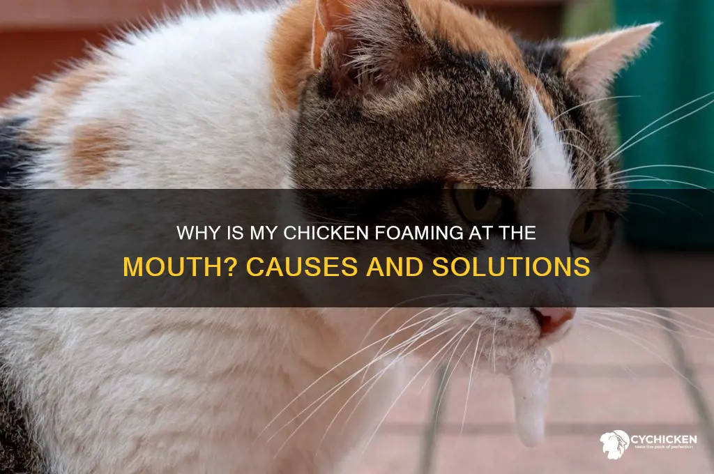 why is my chicken foaming at the mouth