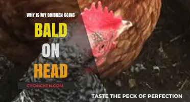 Why Is My Chicken Going Bald on Its Head? Causes and Solutions