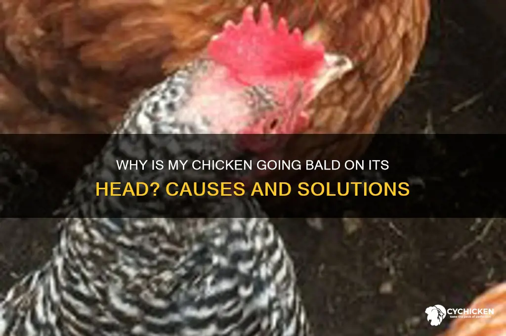 why is my chicken going bald on head