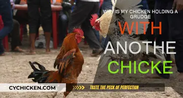Understanding Chicken Grudges: Why the Feud?