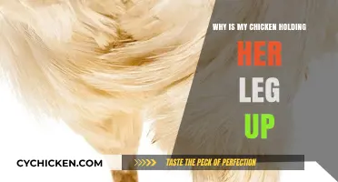 Why Is My Chicken Limping? Understanding Leg-Lifting Behavior