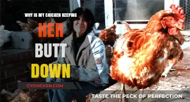 Why Is My Chicken Keeping Her Butt Down? Causes and Solutions