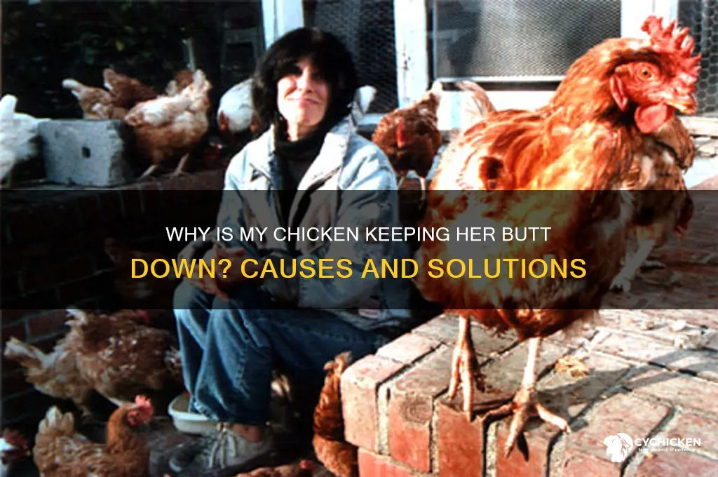 why is my chicken keeping her butt down