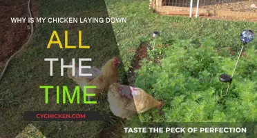What's Wrong with My Chicken?